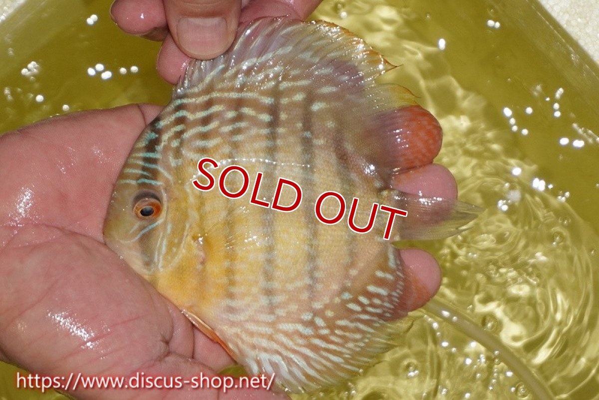 画像2: 【30周年記念セール対象個体】【ワイルドディスカス】【通販】ヤムンダロイヤル　ヤングスター（オレンジ目）【個体販売】11-12cm（生体）ヤムンダ産 (2)