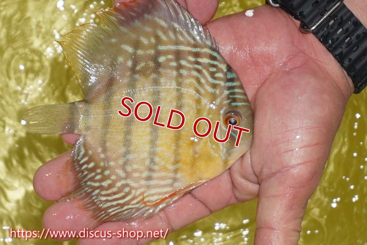 画像3: 【30周年記念セール対象個体】【ワイルドディスカス】【通販】ヤムンダロイヤル　ヤングスター（オレンジ目）【個体販売】11-12cm（生体）ヤムンダ産 (3)