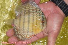 画像3: 【30周年記念セール対象個体】【ワイルドディスカス】【通販】ヤムンダロイヤル　ヤングスター（オレンジ目）【個体販売】11-12cm（生体）ヤムンダ産 (3)