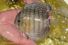 画像1: 【ワイルドディスカス】【通販】ヤムンダロイヤル　ヤングスター【個体販売】11-12cm（生体）ヤムンダ産 (1)