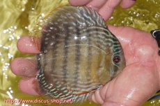 画像2: 【ワイルドディスカス】【通販】ヤムンダロイヤル　ヤングスター【個体販売】11-12cm（生体）ヤムンダ産 (2)