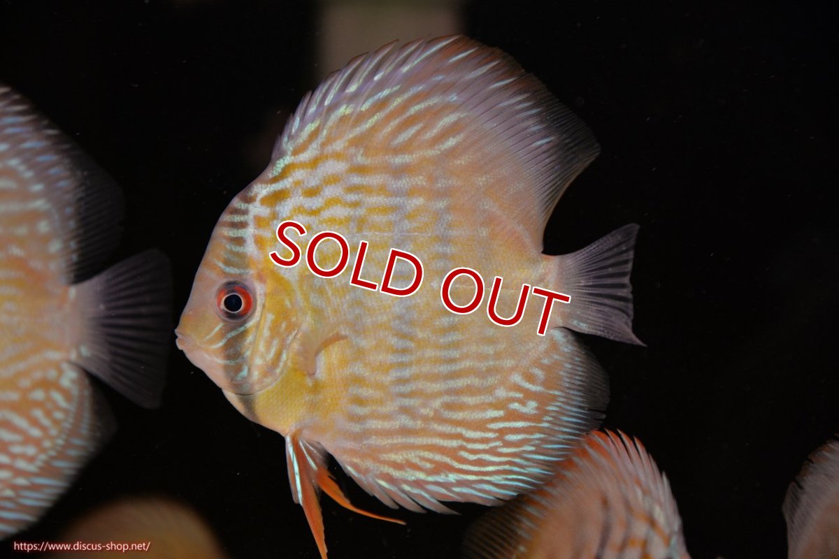 画像1: 【決算セール対象個体】【ワイルドディスカス】【通販】ヤムンダロイヤル　ヤングスター【個体販売】11-12cm（生体）ヤムンダ産 (1)