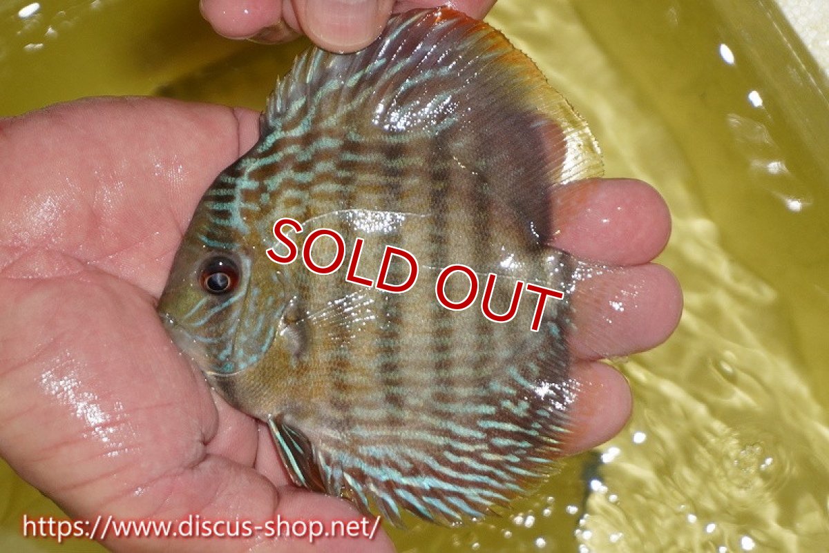 画像2: 【決算セール対象個体】【ワイルドディスカス】【通販】ヤムンダロイヤル　ヤングスター【個体販売】11-12cm（生体）ヤムンダ産 (2)