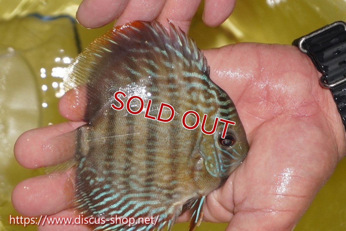 画像3: 【決算セール対象個体】【ワイルドディスカス】【通販】ヤムンダロイヤル　ヤングスター【個体販売】11-12cm（生体）ヤムンダ産 (3)