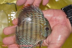 画像3: 【決算セール対象個体】【ワイルドディスカス】【通販】ヤムンダロイヤル　ヤングスター【個体販売】11-12cm（生体）ヤムンダ産 (3)