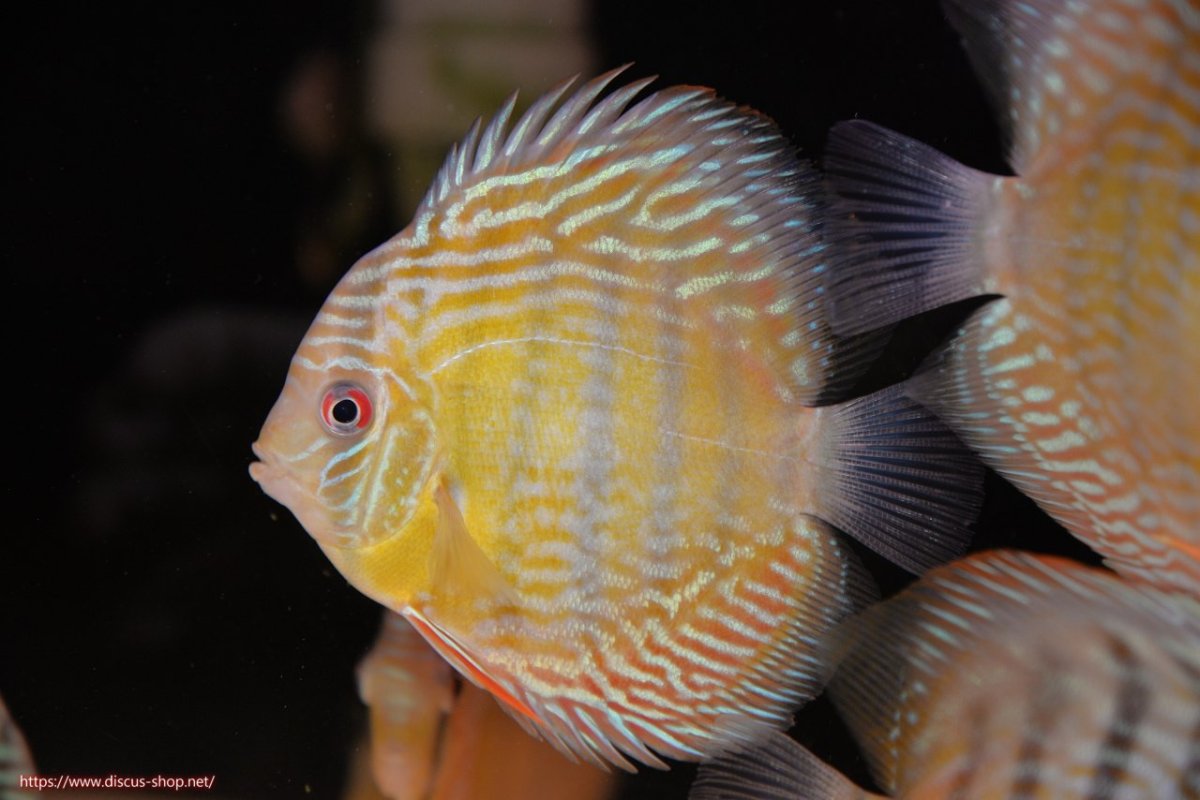 画像1: 【30周年記念セール対象個体】【ワイルドディスカス】【通販】ヤムンダロイヤル　ヤングスター【個体販売】11-12cm（生体）ヤムンダ産 (1)