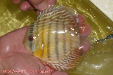 画像1: 【ワイルドディスカス】【通販】ヤムンダロイヤル　ヤングスター【個体販売】11-12cm（生体）ヤムンダ産 (1)