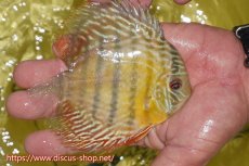 画像2: 【ワイルドディスカス】【通販】ヤムンダロイヤル　ヤングスター【個体販売】11-12cm（生体）ヤムンダ産 (2)