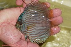 画像1: 【ワイルドディスカス】【通販】【ワイルド屈指のブルー発色】リオネグロブルーフェイスヘッケル【個体販売】11-12cm（生体）リオネグロ産 (1)