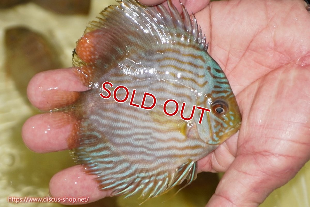 画像2: 【ワイルドディスカス】【通販】【ワイルド屈指のブルー発色】リオネグロブルーフェイスヘッケル【個体販売】11-12cm（生体）リオネグロ産 (2)