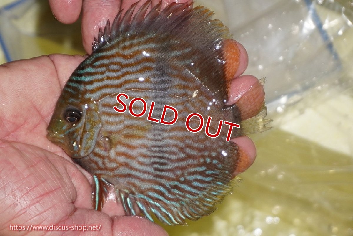 画像1: 【決算セール対象個体】【ワイルドディスカス】【通販】【ワイルド屈指のブルー発色】リオネグロブルーフェイスヘッケル【個体販売】11-12cm（生体）リオネグロ産 (1)