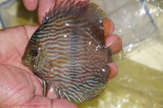 画像1: 【ワイルドディスカス】【通販】【ワイルド屈指のブルー発色】リオネグロブルーフェイスヘッケル【個体販売】11-12cm（生体）リオネグロ産 (1)