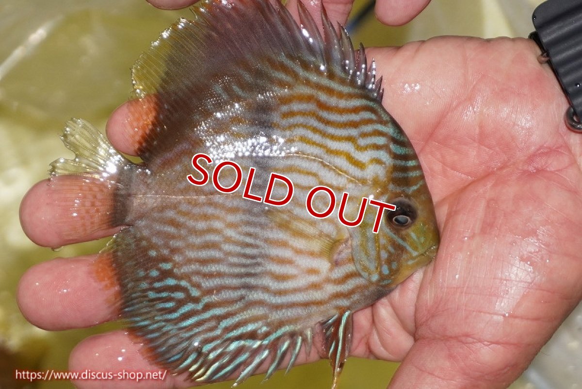 画像2: 【決算セール対象個体】【ワイルドディスカス】【通販】【ワイルド屈指のブルー発色】リオネグロブルーフェイスヘッケル【個体販売】11-12cm（生体）リオネグロ産 (2)