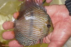 画像2: 【ワイルドディスカス】【通販】【ワイルド屈指のブルー発色】リオネグロブルーフェイスヘッケル【個体販売】11-12cm（生体）リオネグロ産 (2)