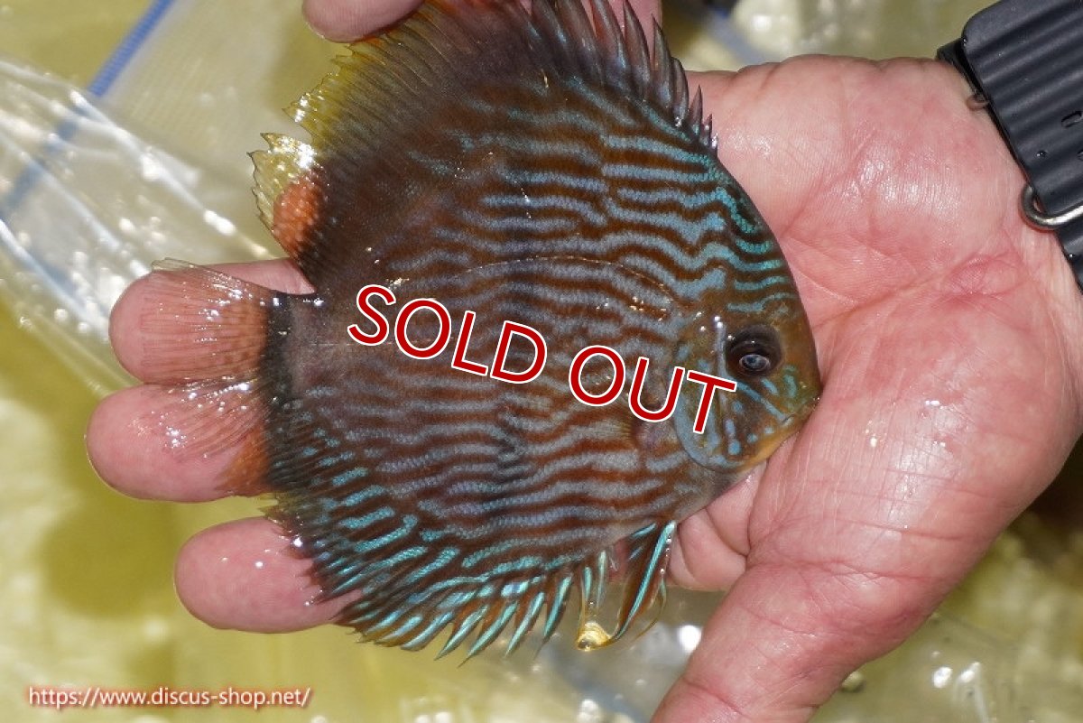 画像2: 【ワイルドディスカス】【通販】【ワイルド屈指のブルー発色】リオネグロブルーフェイスヘッケル【個体販売】11-12cm（生体）リオネグロ産 (2)
