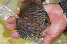 画像2: 【ワイルドディスカス】【通販】【ワイルド屈指のブルー発色】リオネグロブルーフェイスヘッケル【個体販売】11-12cm（生体）リオネグロ産 (2)