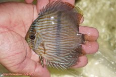 画像1: 【ワイルドディスカス】【通販】【ワイルド屈指のブルー発色】リオネグロブルーフェイスヘッケル【個体販売】11-12cm（生体）リオネグロ産 (1)