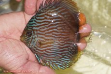 画像1: 【ワイルドディスカス】【通販】【ワイルド屈指のブルー発色】リオネグロブルーフェイスヘッケル【個体販売】11-12cm（生体）リオネグロ産 (1)