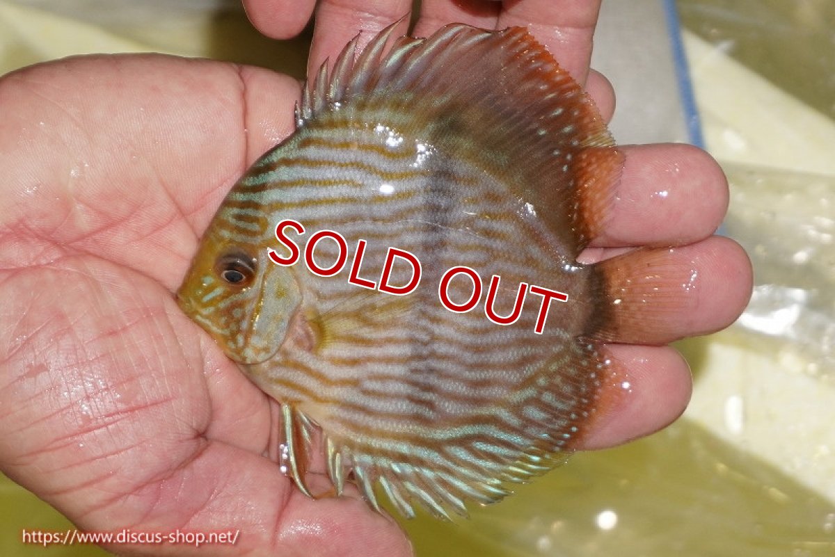 画像1: 【ワイルドディスカス】【通販】【ワイルド屈指のブルー発色】リオネグロブルーフェイスヘッケル【個体販売】11-12cm（生体）リオネグロ産 (1)