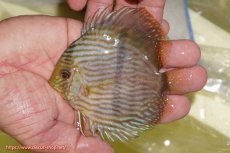 画像1: 【ワイルドディスカス】【通販】【ワイルド屈指のブルー発色】リオネグロブルーフェイスヘッケル【個体販売】11-12cm（生体）リオネグロ産 (1)