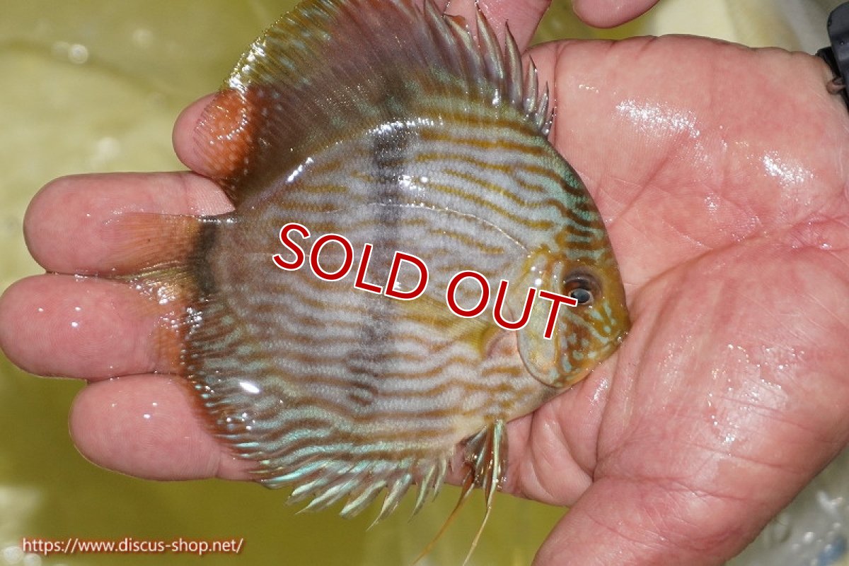 画像2: 【ワイルドディスカス】【通販】【ワイルド屈指のブルー発色】リオネグロブルーフェイスヘッケル【個体販売】11-12cm（生体）リオネグロ産 (2)