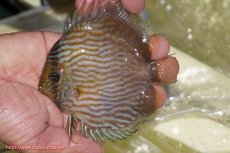 画像1: 【ワイルドディスカス】【通販】【ワイルド屈指のブルー発色】リオネグロブルーフェイスヘッケル【個体販売】11-12cm（生体）リオネグロ産 (1)