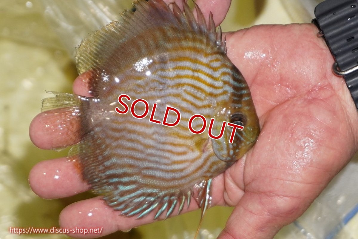 画像2: 【ワイルドディスカス】【通販】【ワイルド屈指のブルー発色】リオネグロブルーフェイスヘッケル【個体販売】11-12cm（生体）リオネグロ産 (2)