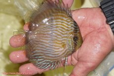 画像2: 【ワイルドディスカス】【通販】【ワイルド屈指のブルー発色】リオネグロブルーフェイスヘッケル【個体販売】11-12cm（生体）リオネグロ産 (2)