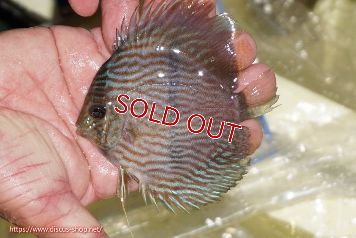 画像1: 【決算セール対象個体】【ワイルドディスカス】【通販】【ワイルド屈指のブルー発色】リオネグロブルーフェイスヘッケル【個体販売】11-12cm（生体）リオネグロ産 (1)