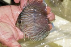 画像1: 【ワイルドディスカス】【通販】【ワイルド屈指のブルー発色】リオネグロブルーフェイスヘッケル【個体販売】11-12cm（生体）リオネグロ産 (1)