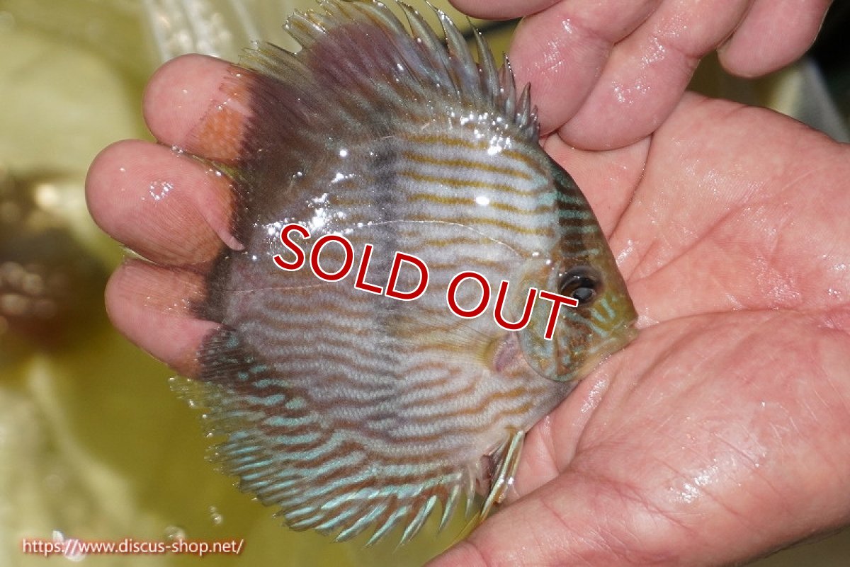 画像2: 【決算セール対象個体】【ワイルドディスカス】【通販】【ワイルド屈指のブルー発色】リオネグロブルーフェイスヘッケル【個体販売】11-12cm（生体）リオネグロ産 (2)