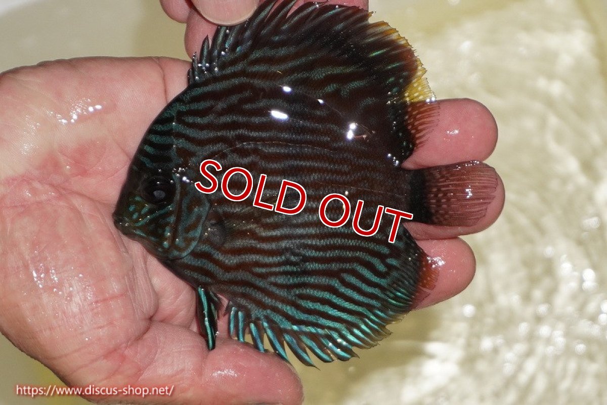 画像1: 【ワイルドディスカス】【通販】【ワイルド屈指のブルー発色】リオネグロブルーフェイスヘッケル【個体販売】11-12cm（生体）リオネグロ産 (1)