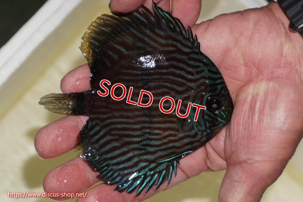 画像2: 【ワイルドディスカス】【通販】【ワイルド屈指のブルー発色】リオネグロブルーフェイスヘッケル【個体販売】11-12cm（生体）リオネグロ産 (2)