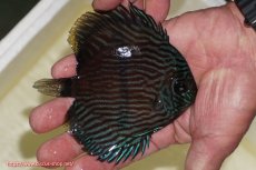 画像2: 【ワイルドディスカス】【通販】【ワイルド屈指のブルー発色】リオネグロブルーフェイスヘッケル【個体販売】11-12cm（生体）リオネグロ産 (2)