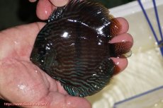 画像1: 【決算セール対象個体】【ワイルドディスカス】【通販】【ワイルド屈指のブルー発色】リオネグロブルーフェイスヘッケル【個体販売】11-12cm（生体）リオネグロ産 (1)