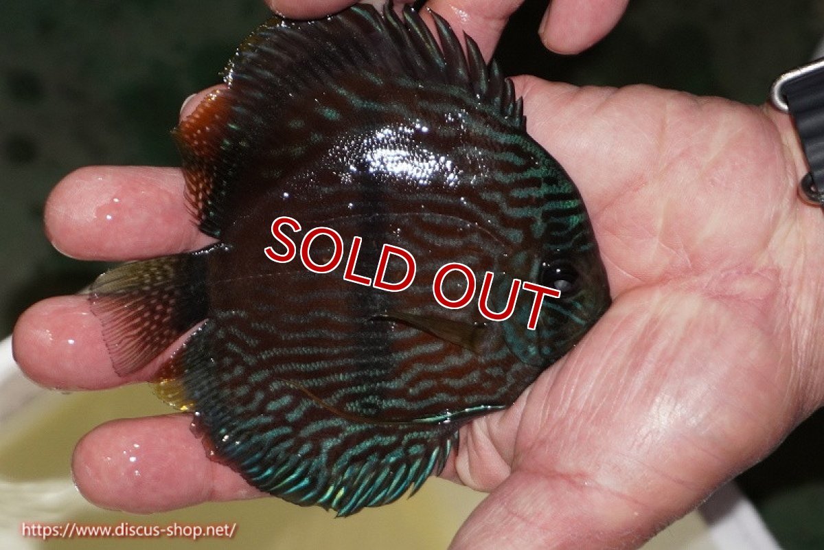 画像2: 【決算セール対象個体】【ワイルドディスカス】【通販】【ワイルド屈指のブルー発色】リオネグロブルーフェイスヘッケル【個体販売】11-12cm（生体）リオネグロ産 (2)