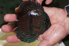 画像2: 【決算セール対象個体】【ワイルドディスカス】【通販】【ワイルド屈指のブルー発色】リオネグロブルーフェイスヘッケル【個体販売】11-12cm（生体）リオネグロ産 (2)