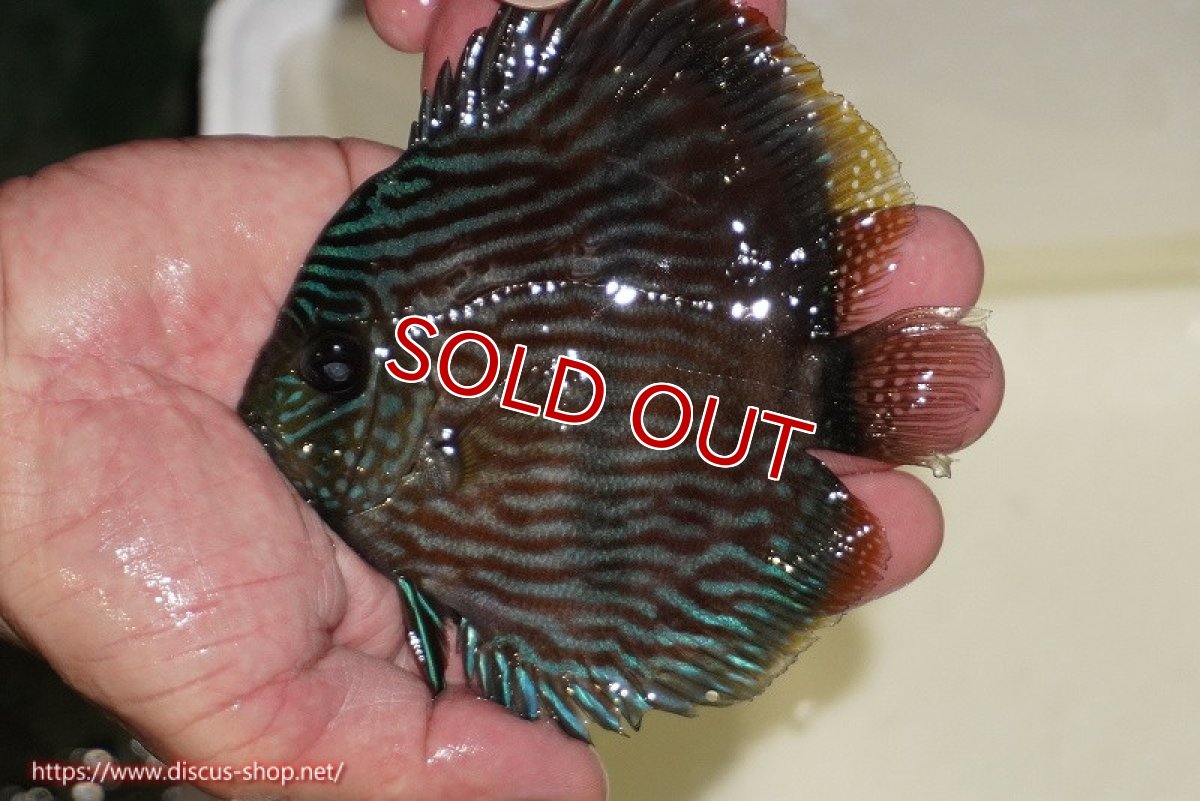 画像1: 【決算セール対象個体】【ワイルドディスカス】【通販】【ワイルド屈指のブルー発色】リオネグロブルーフェイスヘッケル【個体販売】11-12cm（生体）リオネグロ産 (1)