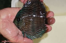 画像1: 【決算セール対象個体】【ワイルドディスカス】【通販】【ワイルド屈指のブルー発色】リオネグロブルーフェイスヘッケル【個体販売】11-12cm（生体）リオネグロ産 (1)