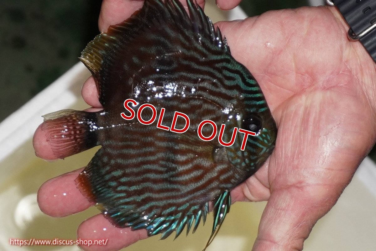 画像2: 【決算セール対象個体】【ワイルドディスカス】【通販】【ワイルド屈指のブルー発色】リオネグロブルーフェイスヘッケル【個体販売】11-12cm（生体）リオネグロ産 (2)