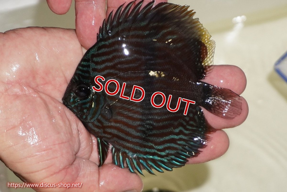 画像1: 【決算セール対象個体】【ワイルドディスカス】【通販】【ワイルド屈指のブルー発色】リオネグロブルーフェイスヘッケル【個体販売】11-12cm（生体）リオネグロ産 (1)