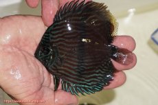 画像1: 【決算セール対象個体】【ワイルドディスカス】【通販】【ワイルド屈指のブルー発色】リオネグロブルーフェイスヘッケル【個体販売】11-12cm（生体）リオネグロ産 (1)