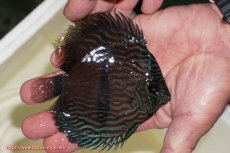 画像2: 【決算セール対象個体】【ワイルドディスカス】【通販】【ワイルド屈指のブルー発色】リオネグロブルーフェイスヘッケル【個体販売】11-12cm（生体）リオネグロ産 (2)