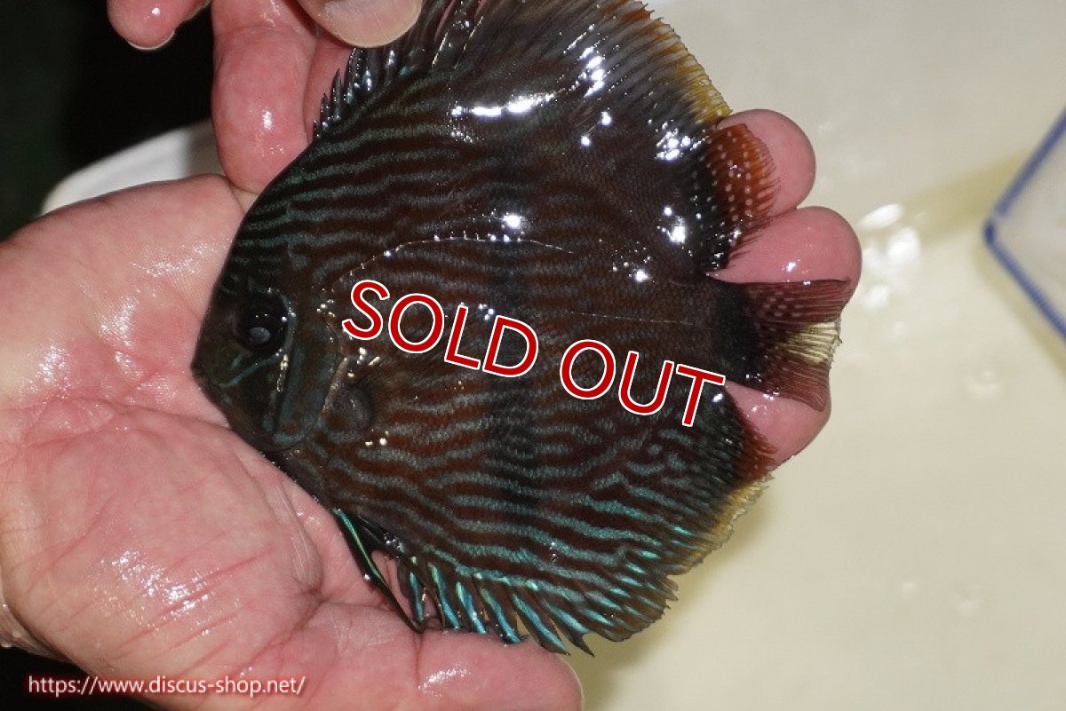 画像1: 【決算セール対象個体】【ワイルドディスカス】【通販】【ワイルド屈指のブルー発色】リオネグロブルーフェイスヘッケル【個体販売】11-12cm（生体）リオネグロ産 (1)