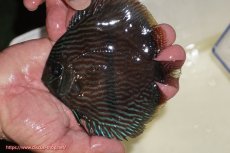 画像1: 【決算セール対象個体】【ワイルドディスカス】【通販】【ワイルド屈指のブルー発色】リオネグロブルーフェイスヘッケル【個体販売】11-12cm（生体）リオネグロ産 (1)