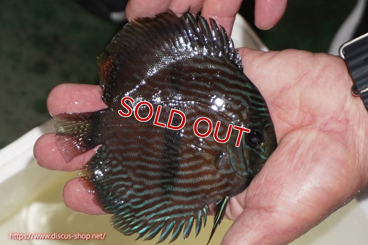 画像2: 【決算セール対象個体】【ワイルドディスカス】【通販】【ワイルド屈指のブルー発色】リオネグロブルーフェイスヘッケル【個体販売】11-12cm（生体）リオネグロ産 (2)