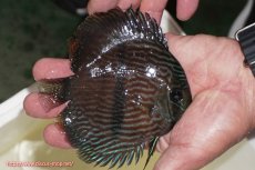 画像2: 【決算セール対象個体】【ワイルドディスカス】【通販】【ワイルド屈指のブルー発色】リオネグロブルーフェイスヘッケル【個体販売】11-12cm（生体）リオネグロ産 (2)