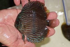 画像1: 【決算セール対象個体】【ワイルドディスカス】【通販】【ワイルド屈指のブルー発色】リオネグロブルーフェイスヘッケル【個体販売】11-12cm（生体）リオネグロ産 (1)