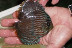 画像2: 【決算セール対象個体】【ワイルドディスカス】【通販】【ワイルド屈指のブルー発色】リオネグロブルーフェイスヘッケル【個体販売】11-12cm（生体）リオネグロ産 (2)