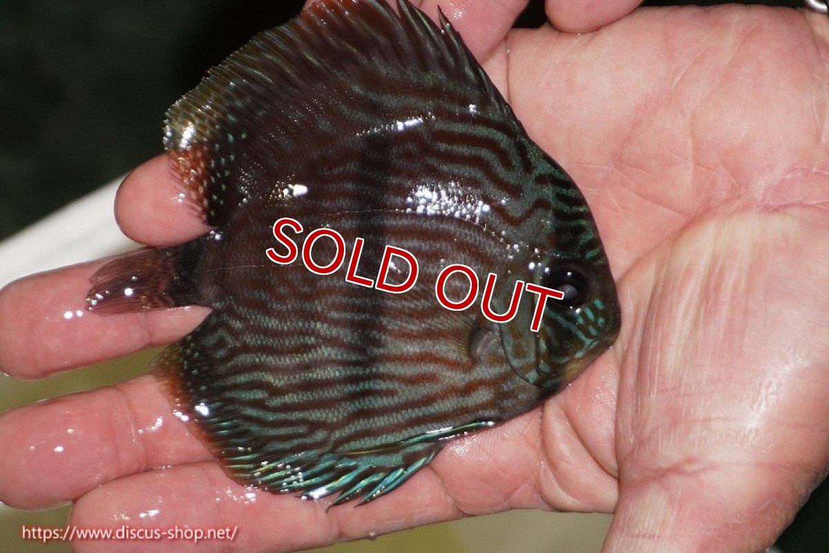 画像2: 【ワイルドディスカス】【通販】【ワイルド屈指のブルー発色】リオネグロブルーフェイスヘッケル【個体販売】11-12cm（生体）リオネグロ産 (2)